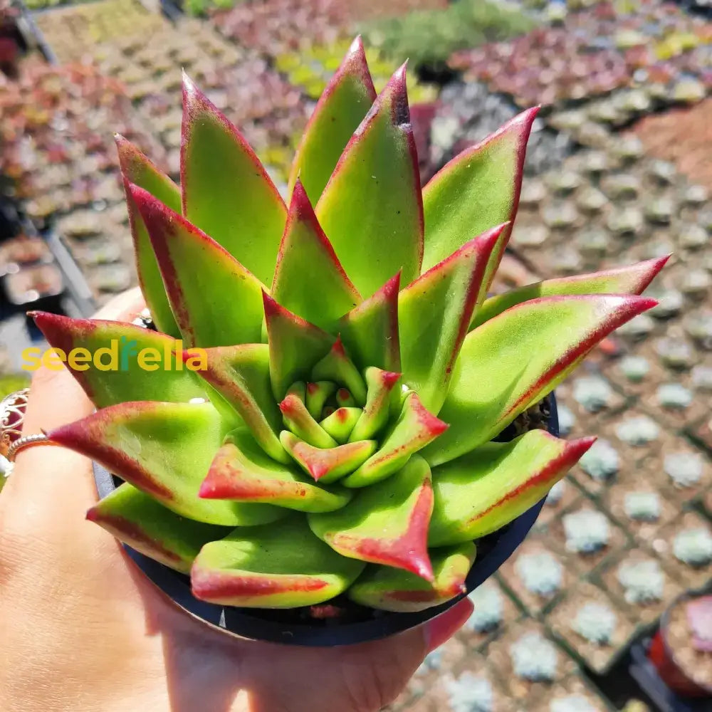 Agavoides Plant Seeds For Easy Planting Seeds