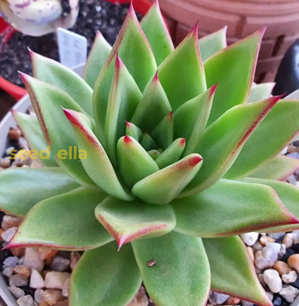 Agavoides Plant Seeds For Easy Planting Seeds