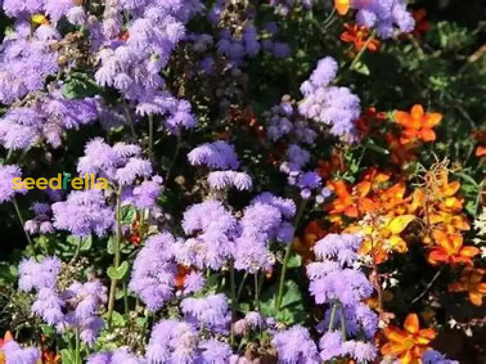 Ageratum Violet Flower Seeds Planting Guide