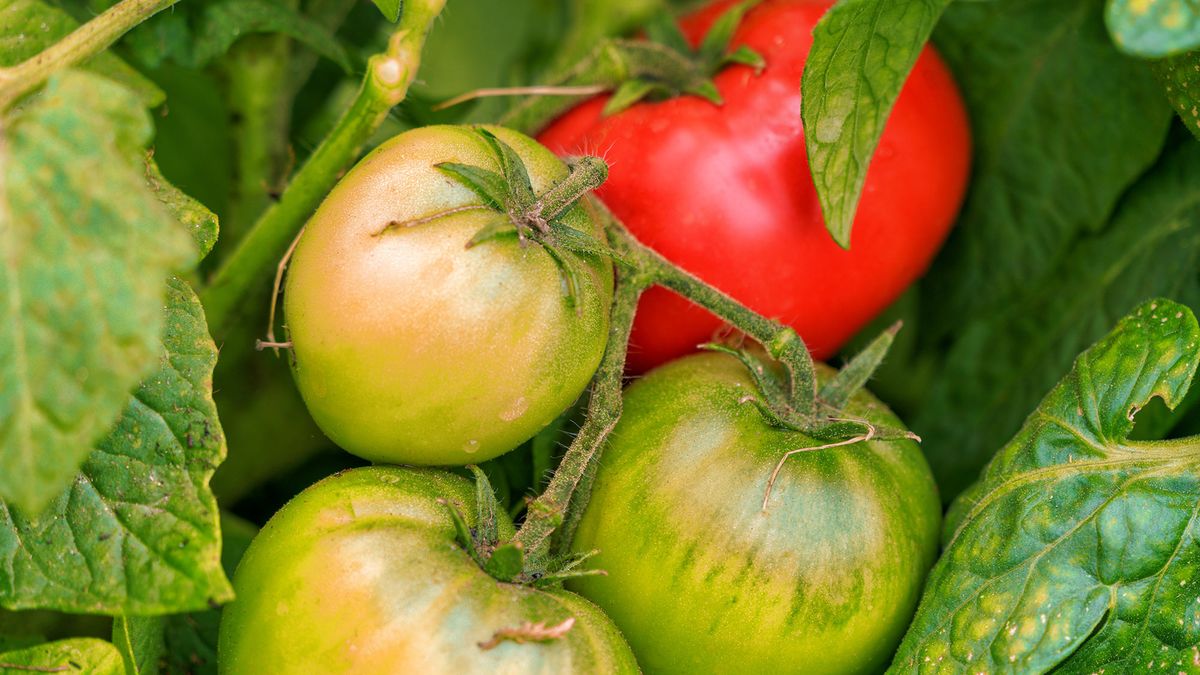 Green & Red Tomato Seeds For Planting - High-Quality Garden Vegetable Seeds