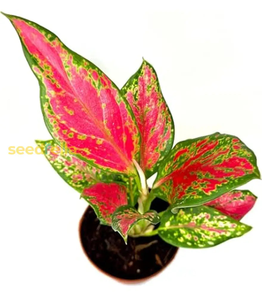 Aglaonema Green Mix Seeds For Planting