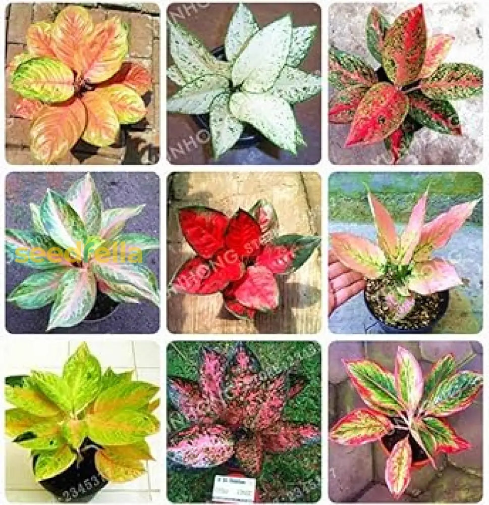 Aglaonema Mixed Seeds - Ideal For Planting Plant Seeds