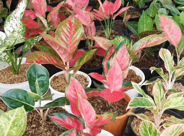 Aglaonema Pink Mix plant growing in indoor pot