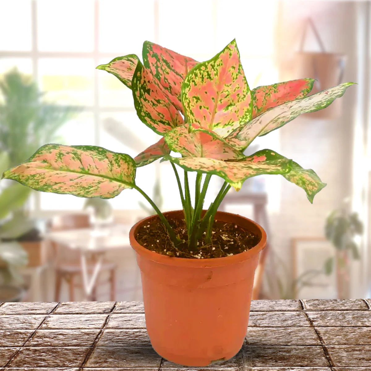 Aglaonema Pink Mix Seeds for Easy Planting