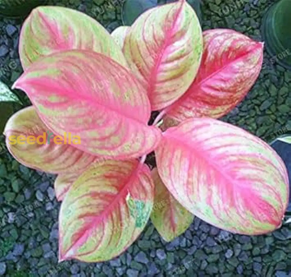 Aglaonema Pink Plant Seeds For Easy Planting Seeds