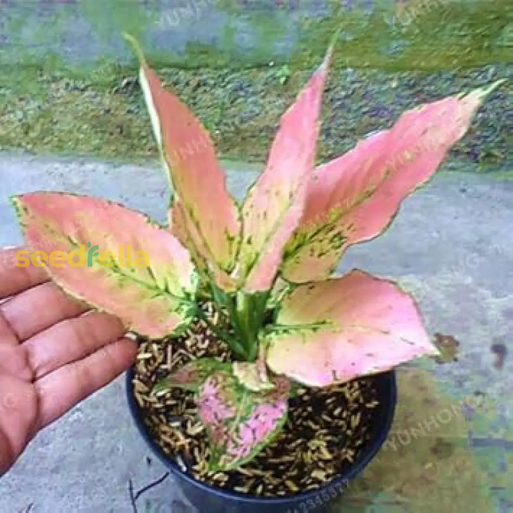 Aglaonema Pink Plant Seeds For Easy Planting Seeds