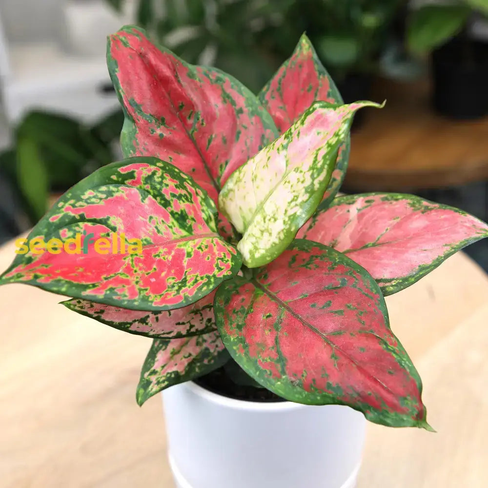 Aglaonema Plant Seeds: Complete Planting Guide Seeds