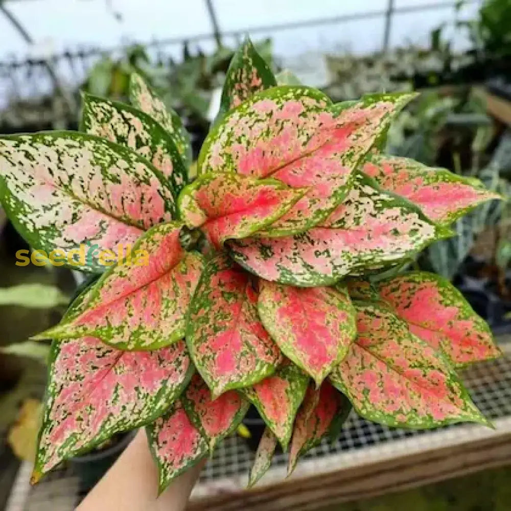 Aglaonema Plant Seeds: Complete Planting Guide Seeds