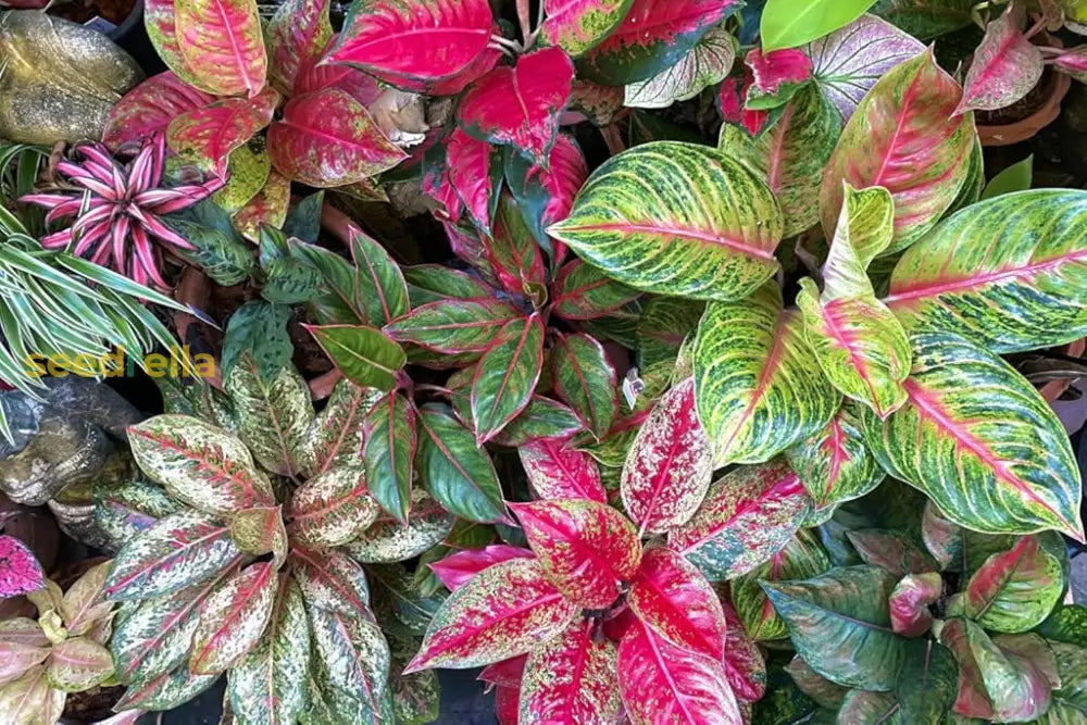 Aglaonema Plant Seeds For Planting  Premium Quality