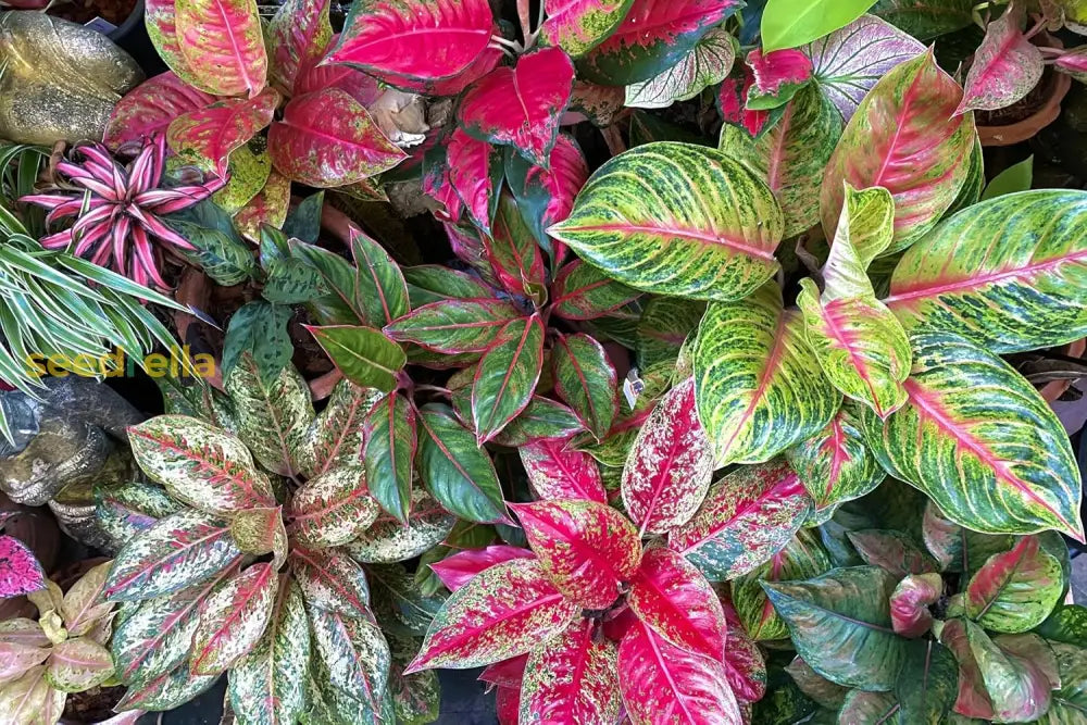 Aglaonema Plant Seeds For Planting  Premium Quality