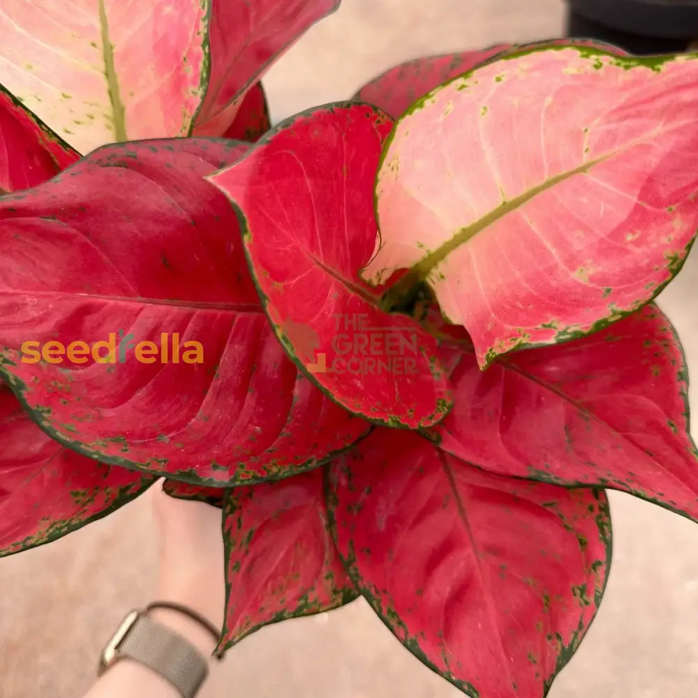 Aglaonema Red Plant Seeds For Easy Planting Seeds