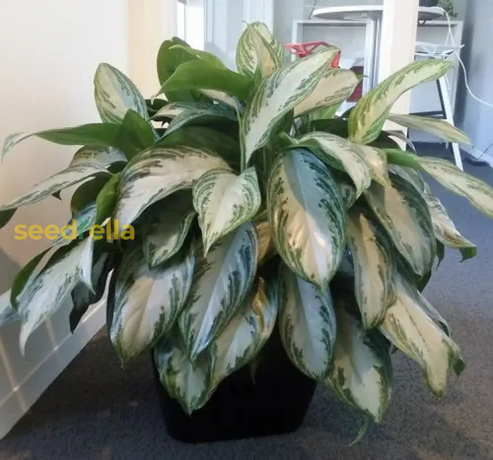 Aglaonema Sansevieria Green Seeds For Planting Plant Seeds