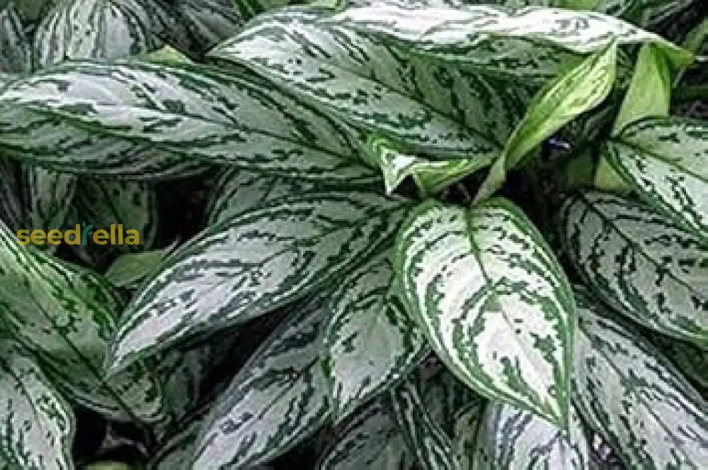 Aglaonema Sansevieria Green Seeds For Planting Plant Seeds