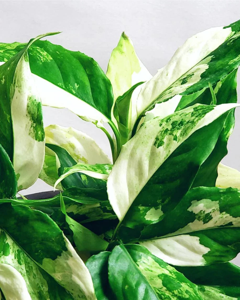 Young Aglaonema Seedlings Growing Indoors