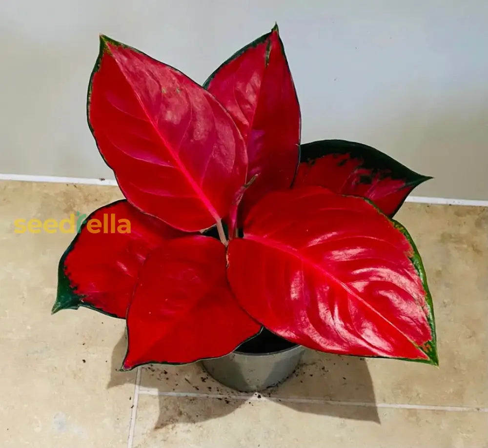 Aglaonema Seeds For Planting: Add Exotic Red Color To Your Garden