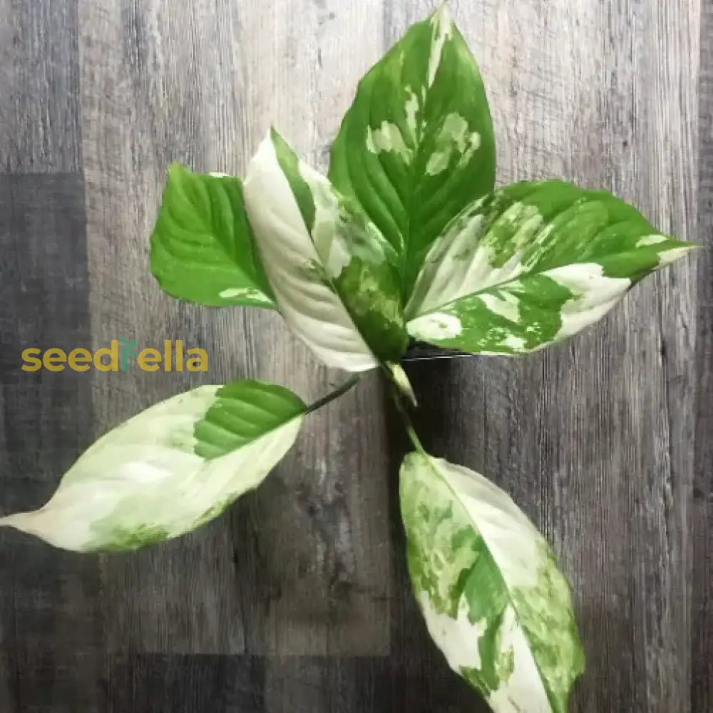 Aglaonema Variegated Seeds For Easy Planting