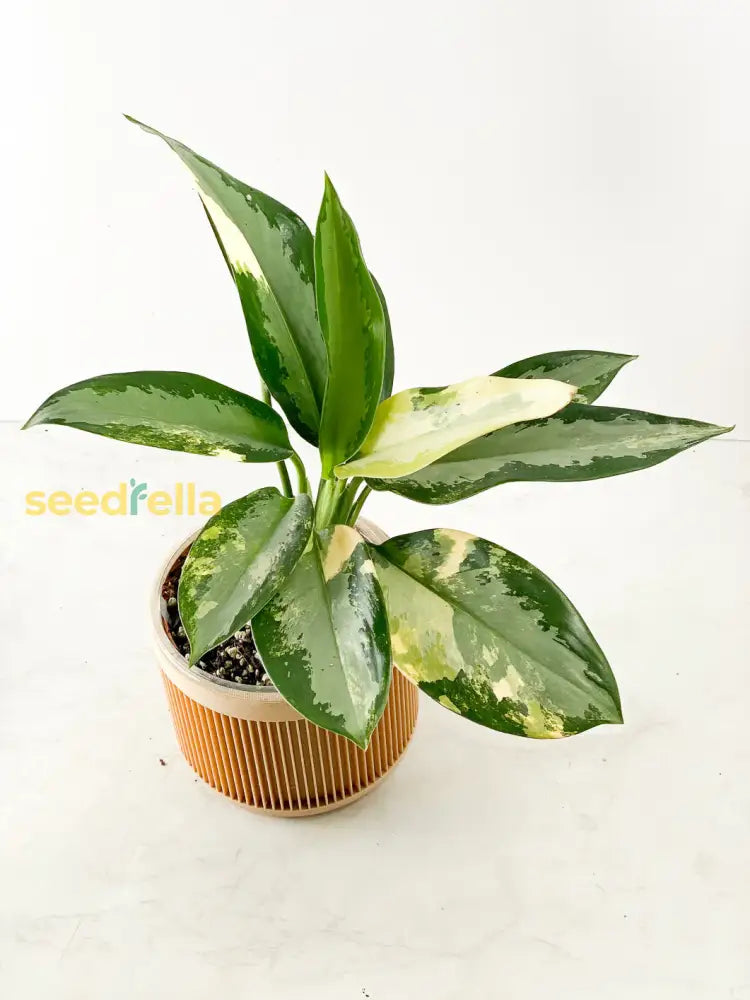 Aglaonema Variegated Seeds For Easy Planting