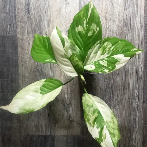 Aglaonema Variegated Seeds for Easy Indoor Planting