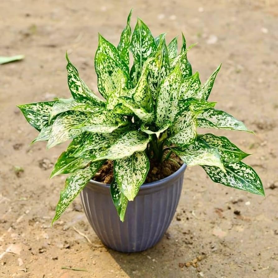 Aglaonema White Mix growing indoors
