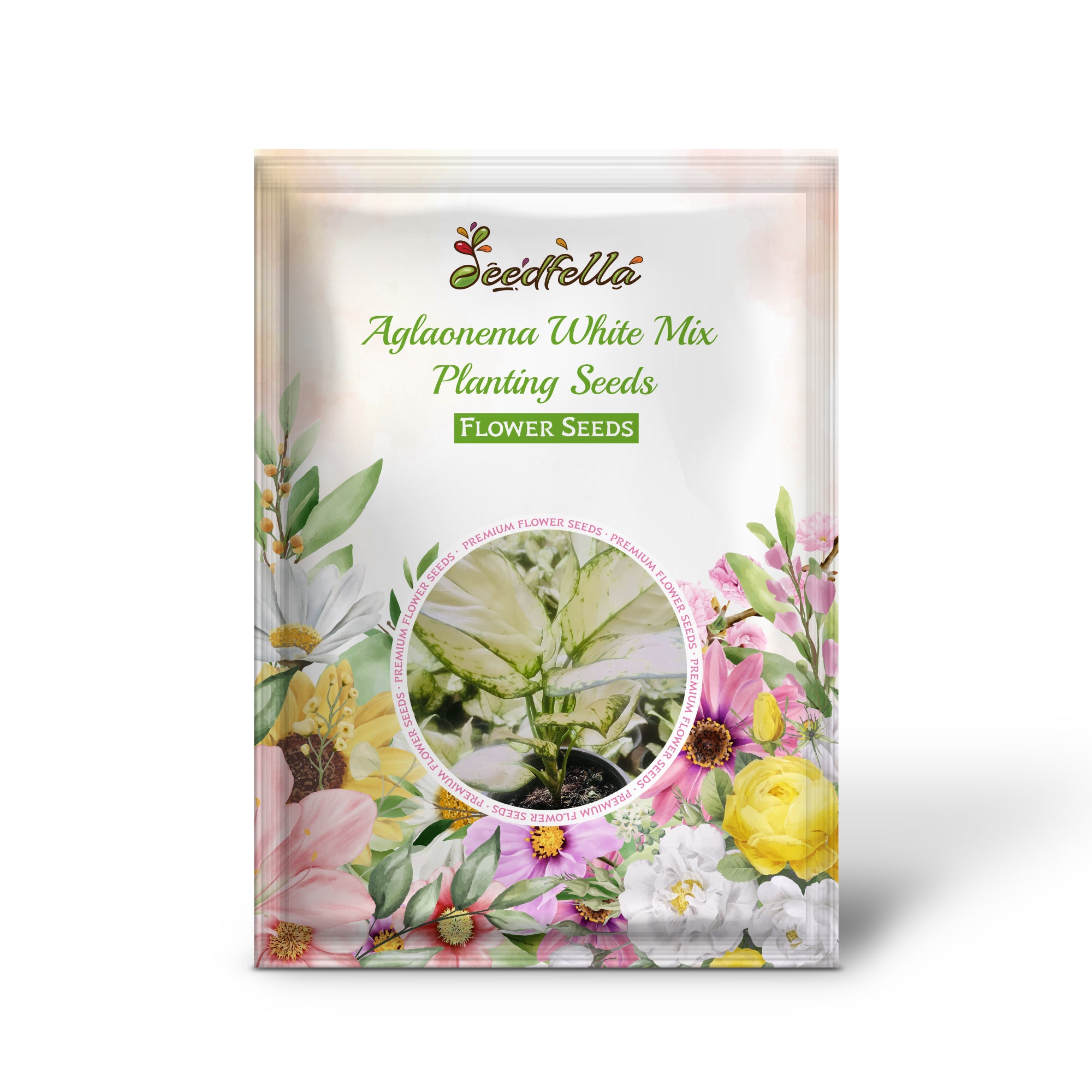 White Mix Aglaonema plant with variegated leaves