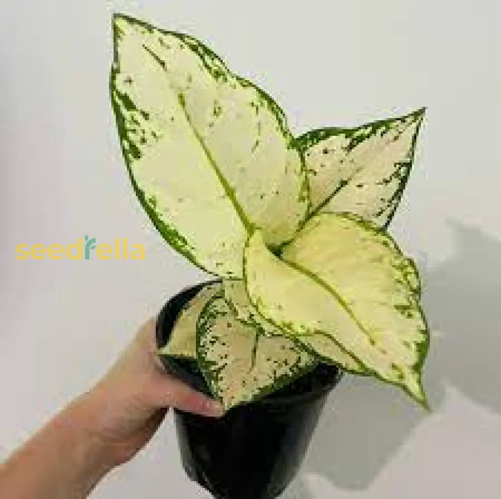 Aglaonema White Mix Planting Seeds For Your Garden