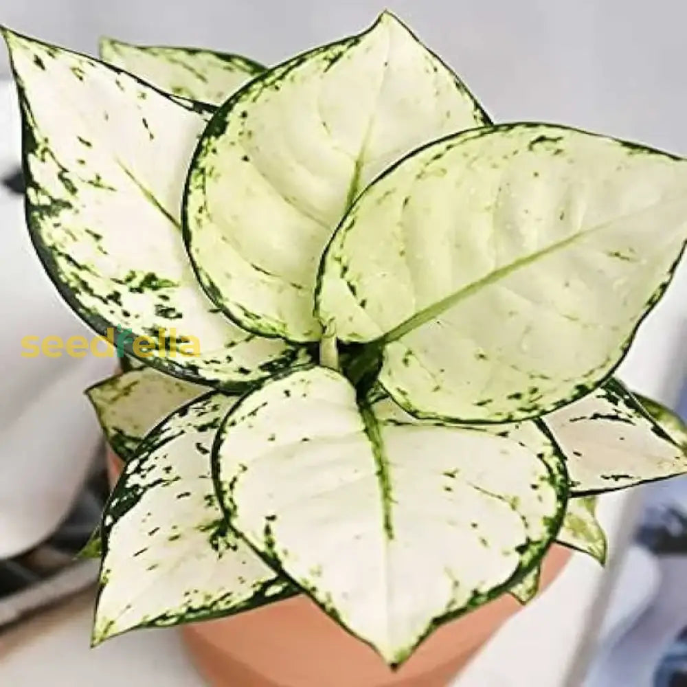 Aglaonema White Mix Planting Seeds For Your Garden