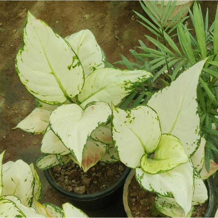 Aglaonema White Mix Seeds for Planting