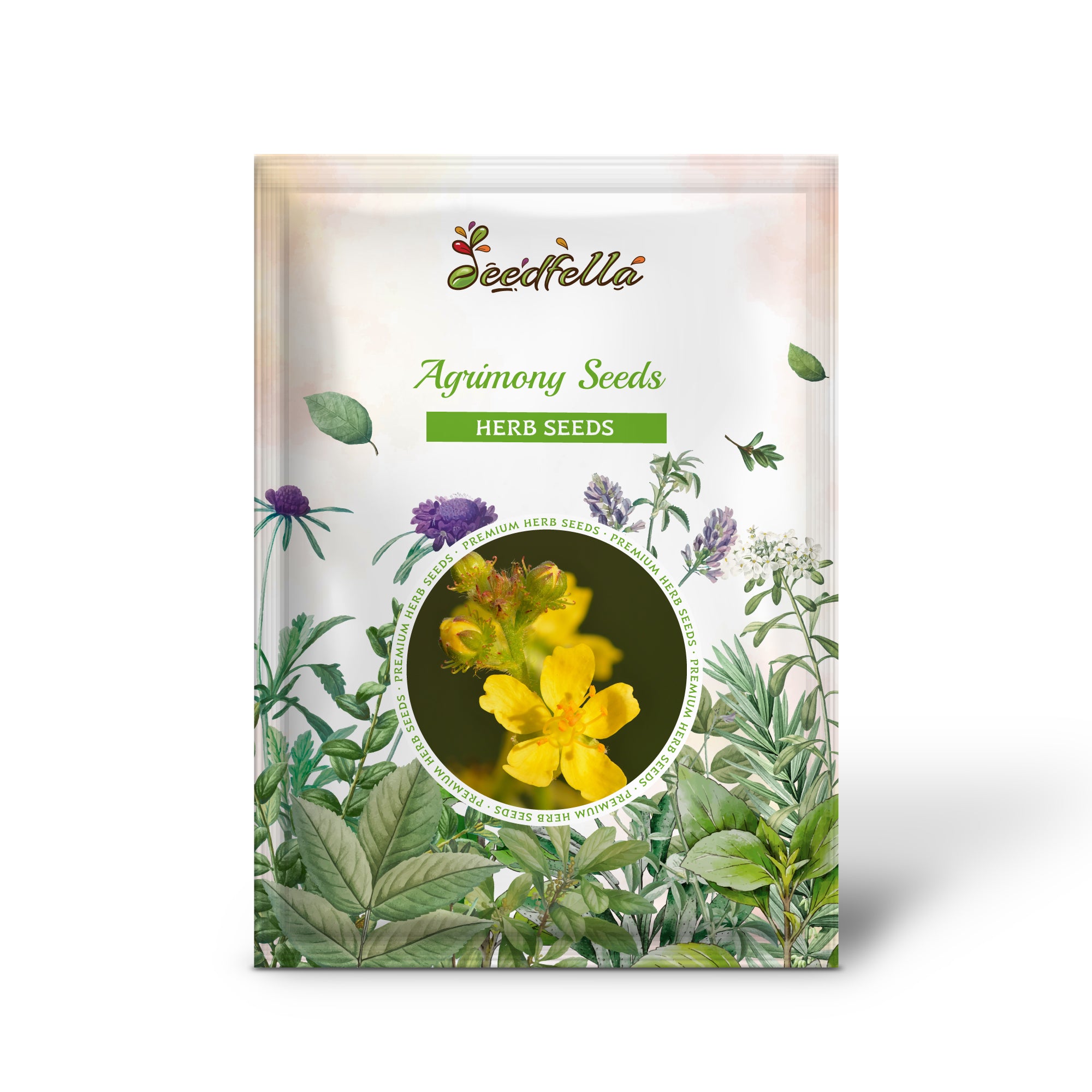 Agrimonia eupatoria seeds growing pollinator-friendly flower spikes