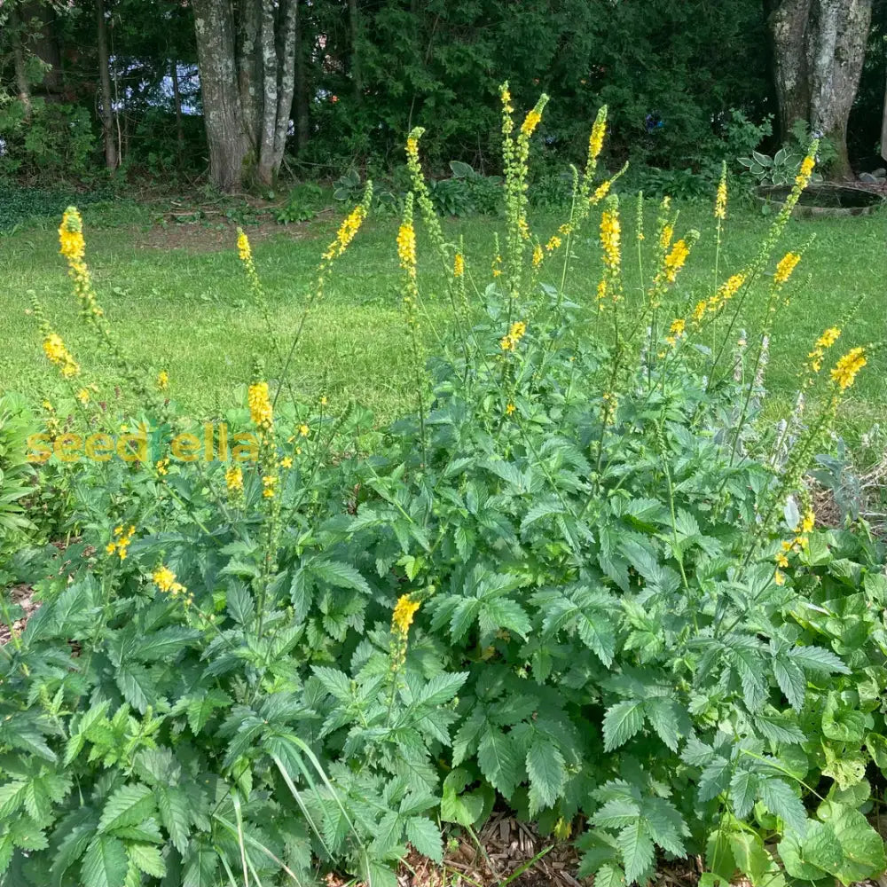 Agrimonia Planting Flower Seeds For Herbal Gardens