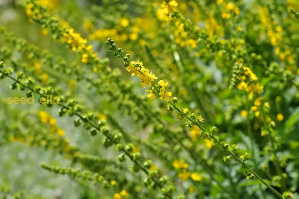 Agrimonia Planting Flower Seeds For Herbal Gardens