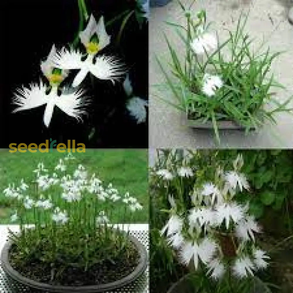 Aigrette Orchid Seeds - Planting Made Simple