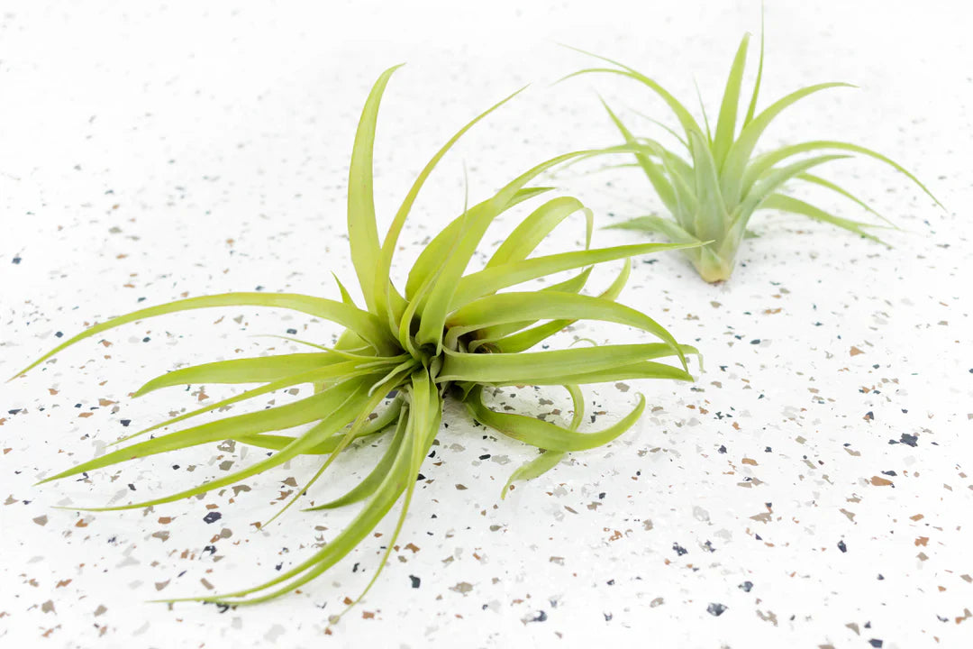 Light Green Airplant Seeds For Planting - Refresh Your Collection With Vibrant Greenery