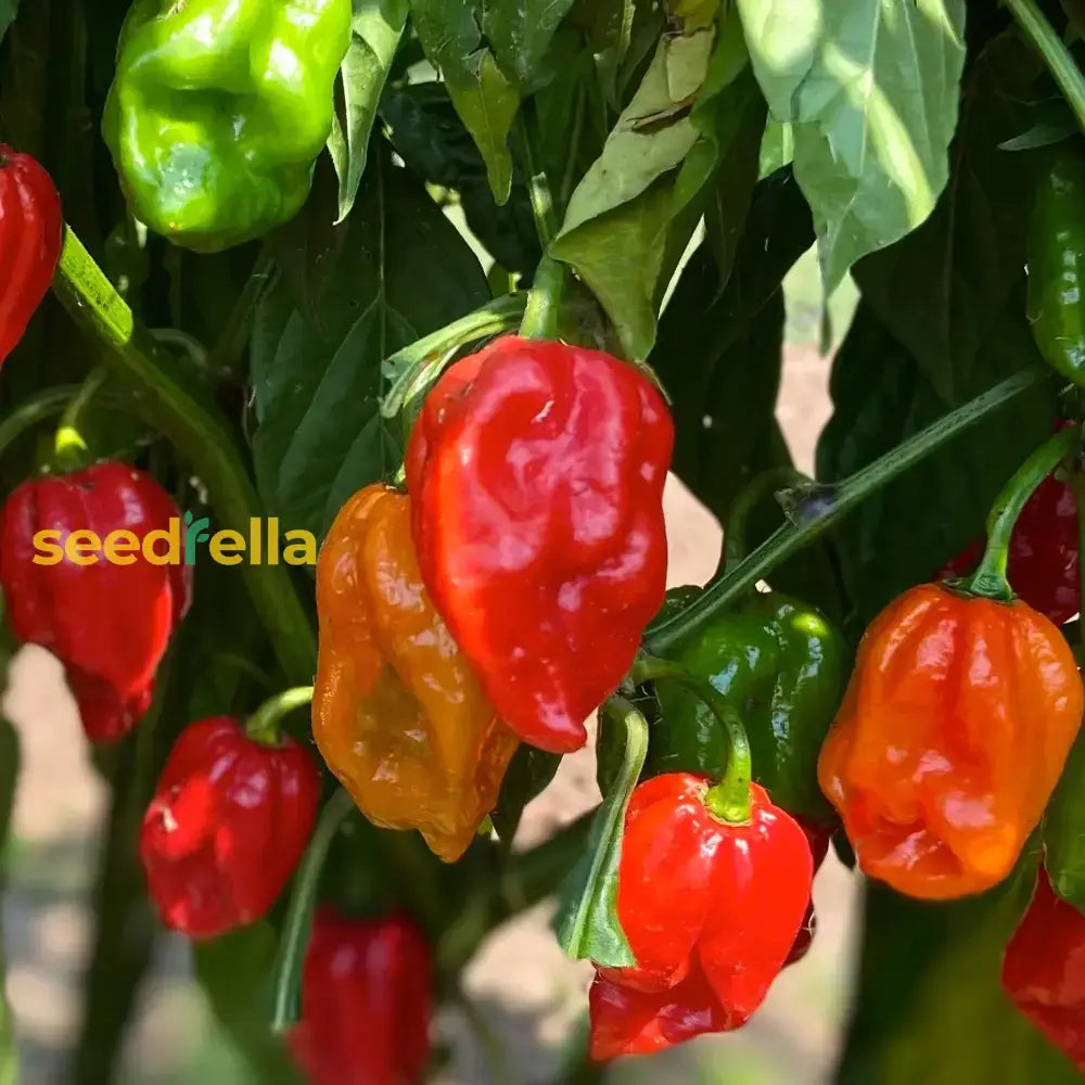 Aji Cubano Dulce Cachucha Pepper Seeds For Planting