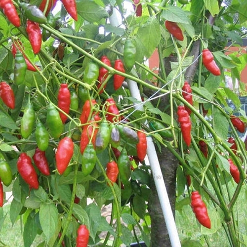 Aji Largo peppers growing on plant