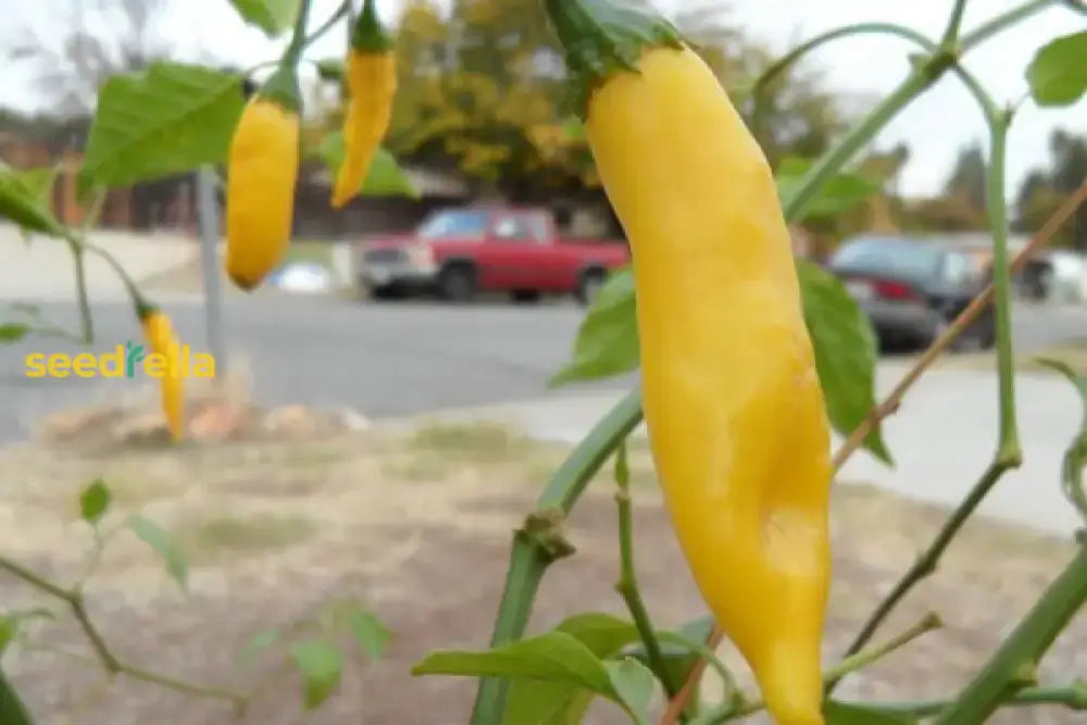 Aji Lemon Drop Pepper Seeds For Planting