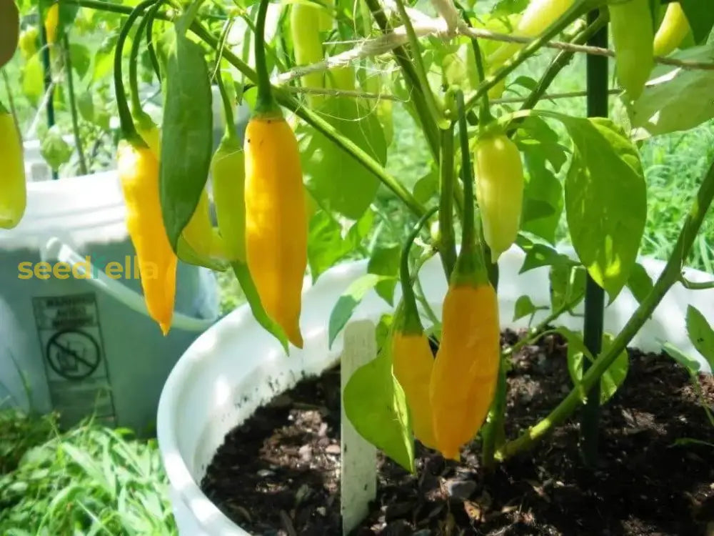 Aji Lemon Drop Pepper Seeds For Planting