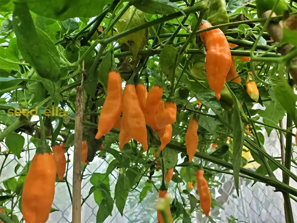 Aji Mango Chile Pepper Seeds For Planting Vegetable Seeds