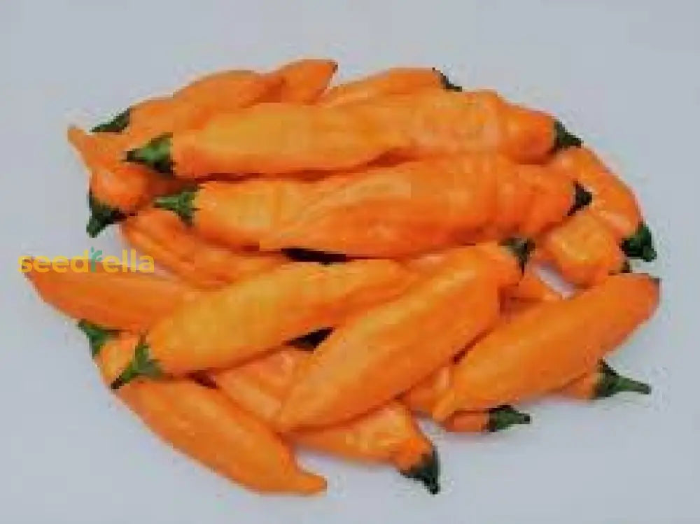 Aji Mango Chile Pepper Seeds For Planting Vegetable Seeds