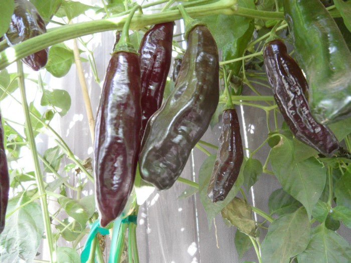 Aji Panca Chocolate seedlings sprouting in soil