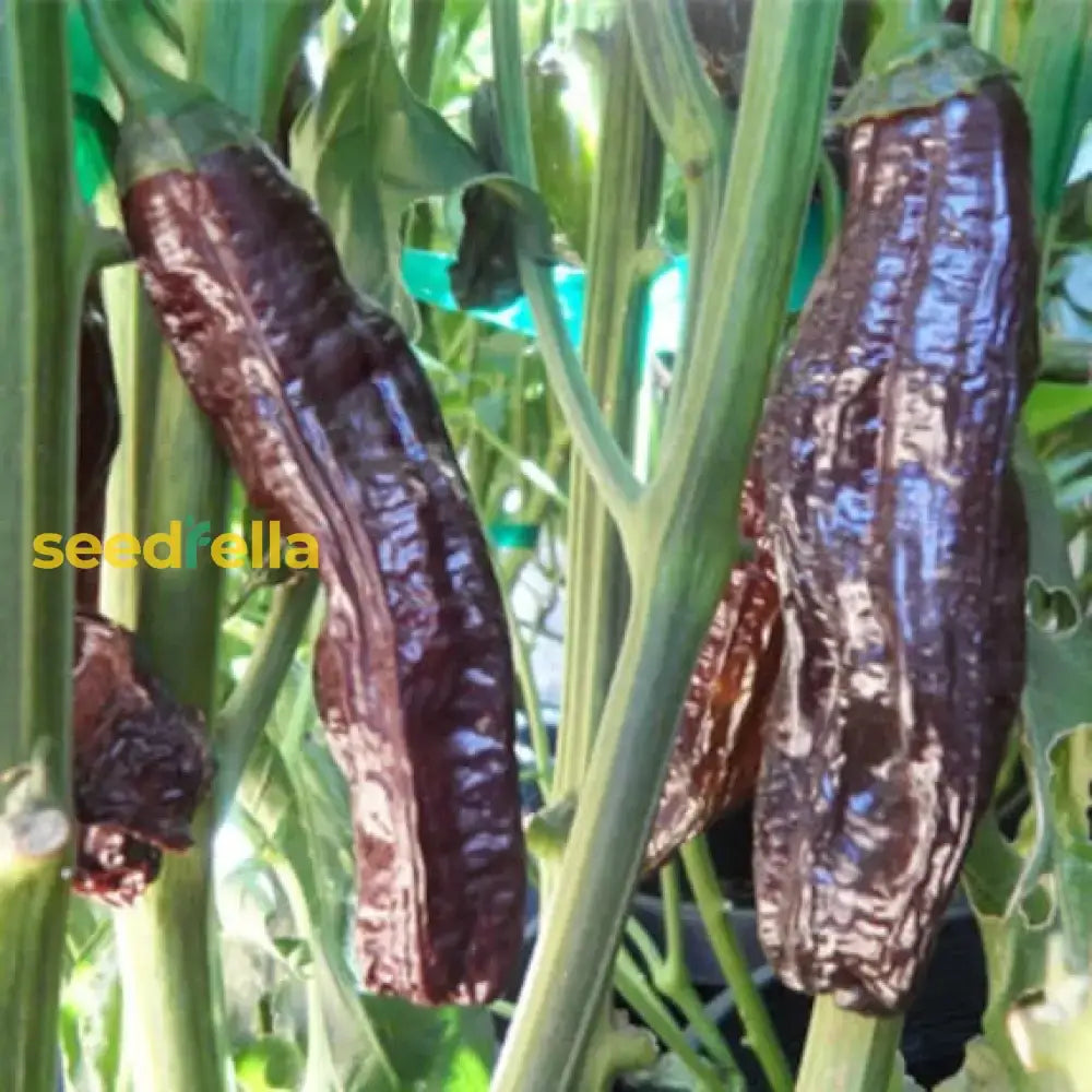 Aji Panca Chocolate Seeds For Planting - Vegetable Garden Seeds