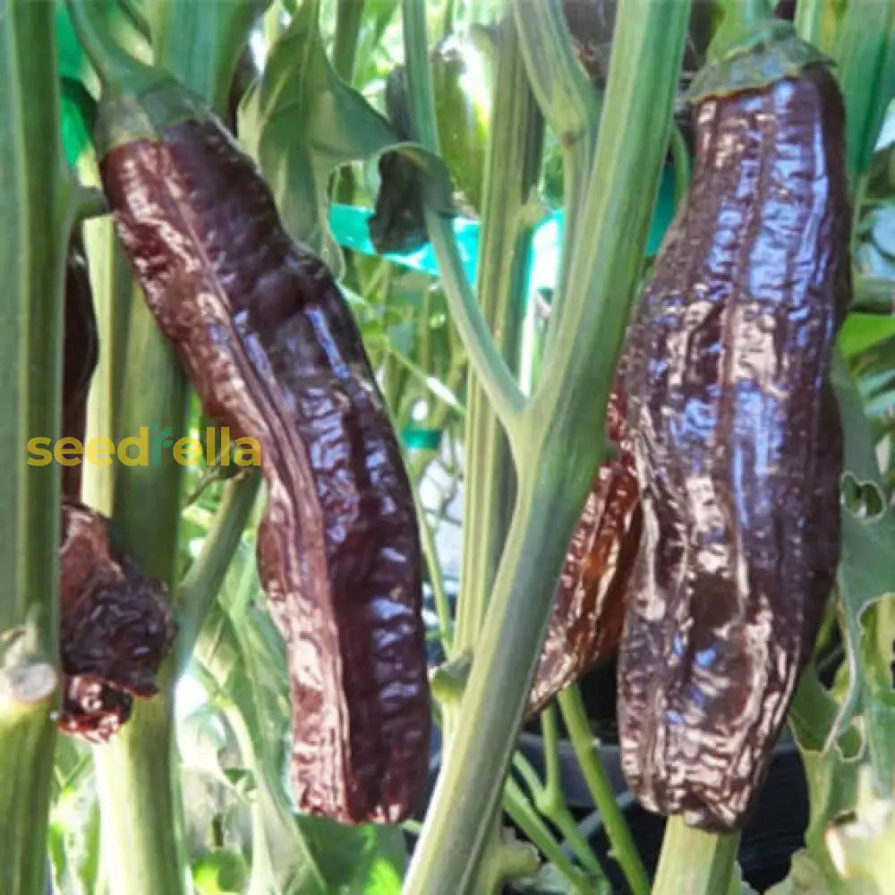 Aji Panca Chocolate Seeds For Planting - Vegetable Garden Seeds