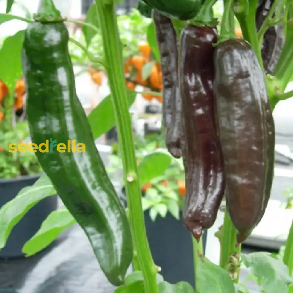 Aji Panca Chocolate Seeds For Planting - Vegetable Garden Seeds