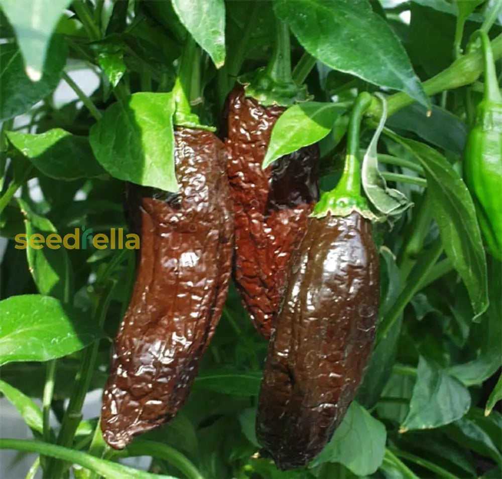 Aji Panca Chocolate seeds for planting non GMO