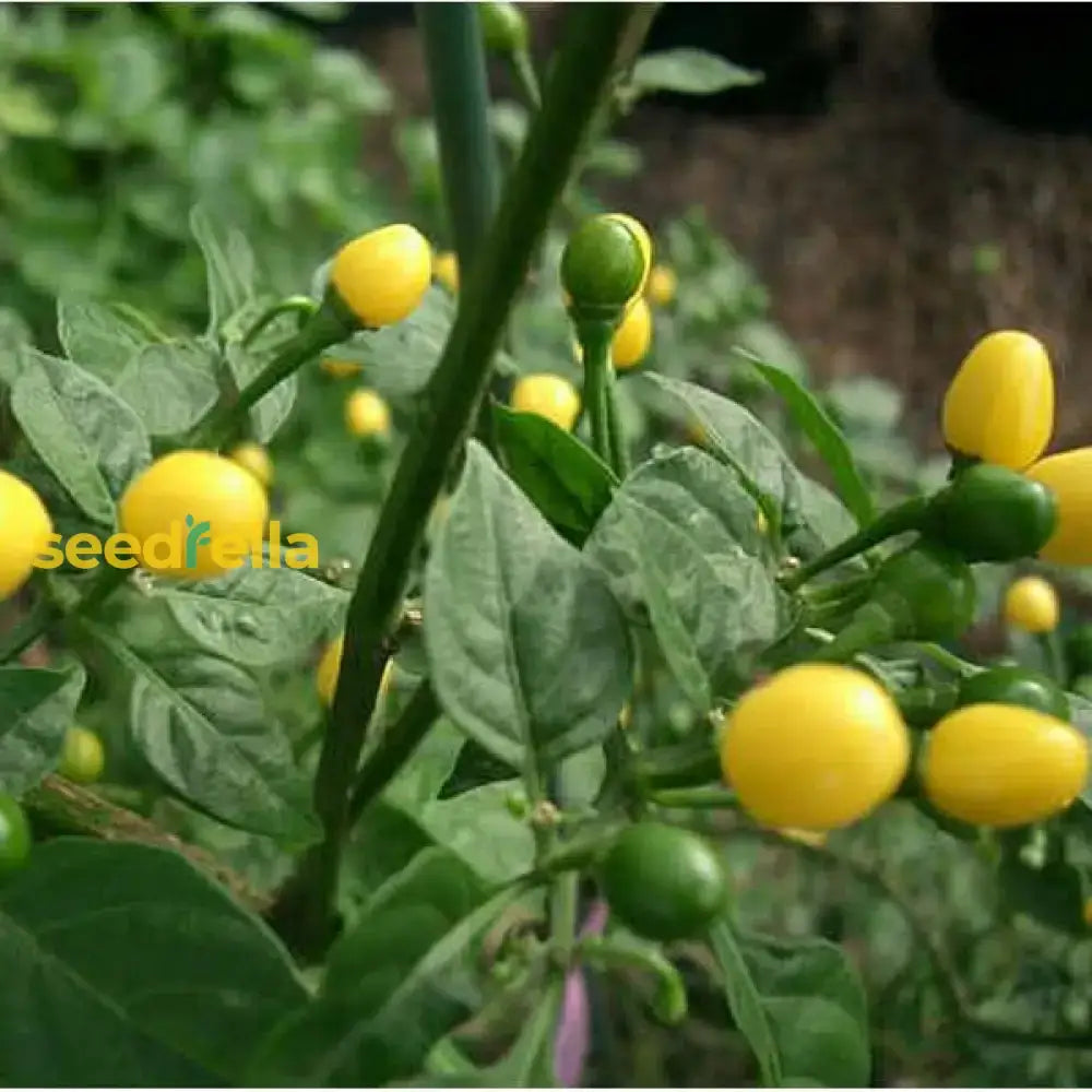 Aji Pepper Seeds  Perfect For Spring And Summer Planting