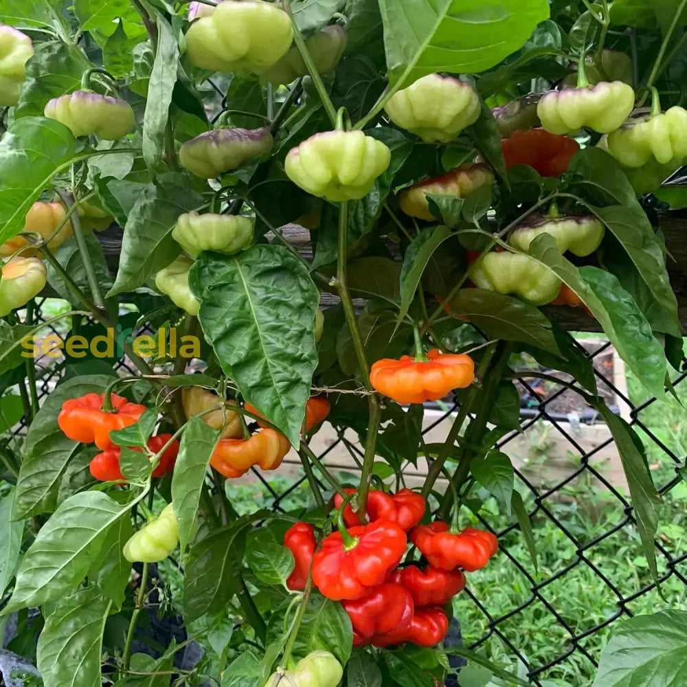 Ajicito Aji Dulce Gustoso Cachucha Puerto Rican Sweet Pepper Best Selling