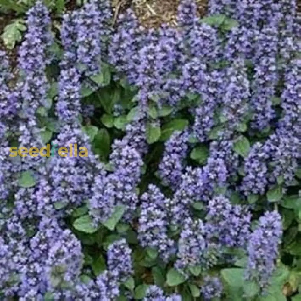 Ajuga Reptans Blue Planting Seeds Flower