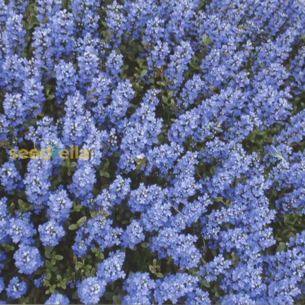 Ajuga Reptans Blue Planting Seeds Flower