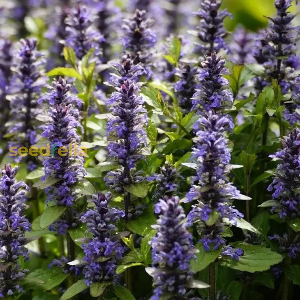 Ajuga Reptans Flower Seeds Collection For Easy Planting