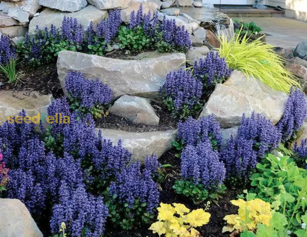 Ajuga Reptans Flower Seeds Collection For Easy Planting