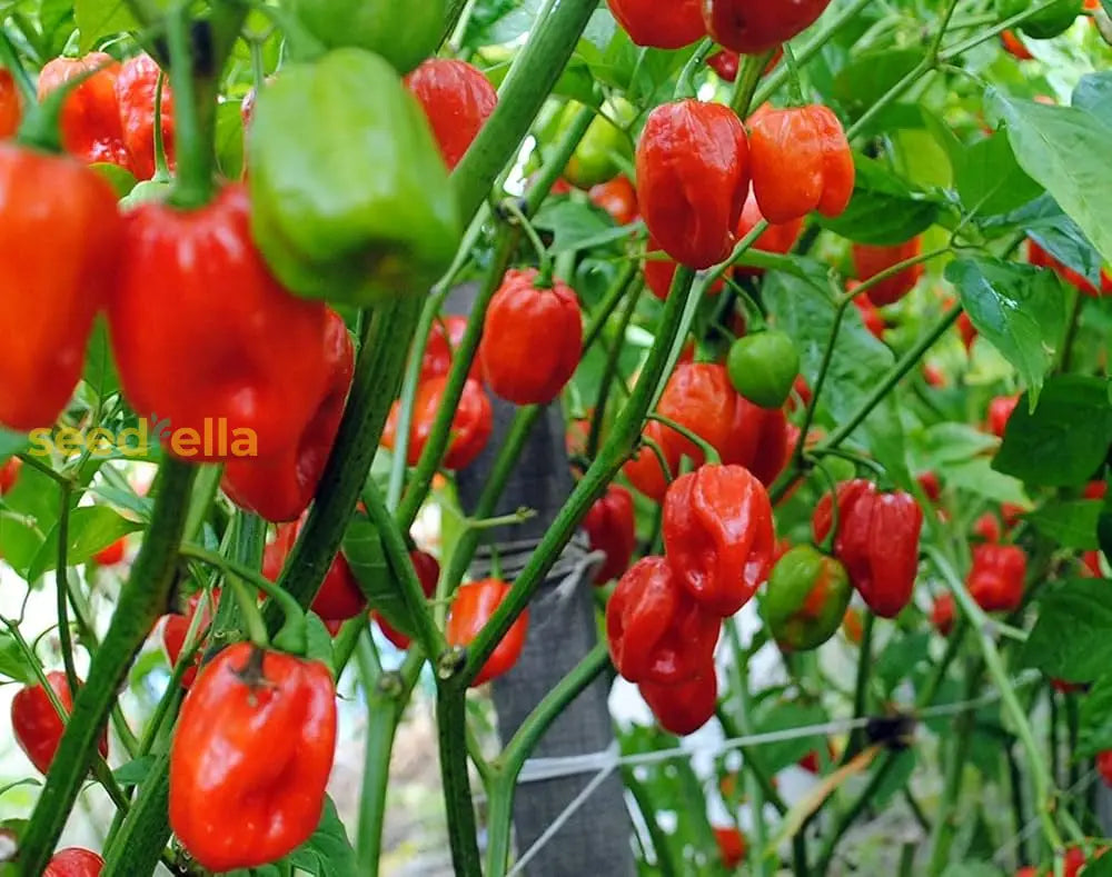 Aka Chapeau pepper plants growing in a garden